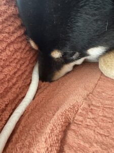 ソファーの隙間に鼻を埋めて寝る黒柴犬まめのアップ
