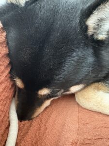 ソファーの上で前足を伸ばして寝る黒柴犬まめの全体写真