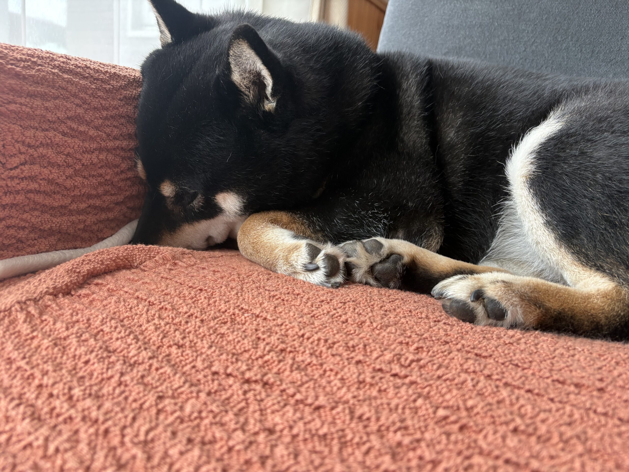 鼻をソファーの隙間に押し込んで眠る黒柴犬まめの横顔