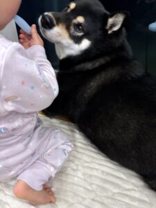 カーテンの中で黒柴まめに歯ブラシを差し出す下の子