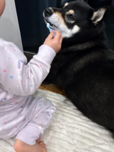 歯ブラシを差し出されて困惑する黒柴まめ