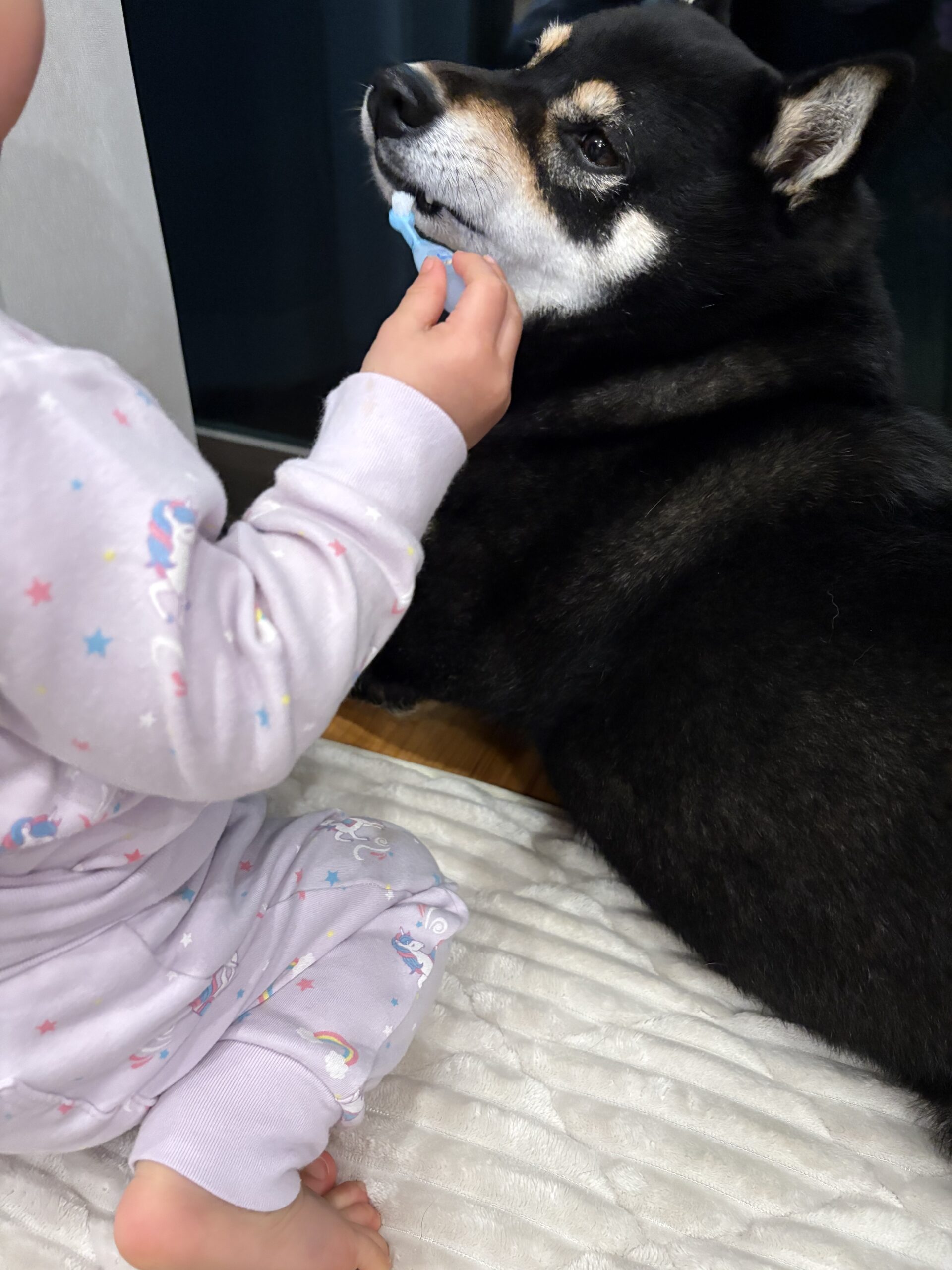 歯ブラシを差し出されて困惑する黒柴まめ