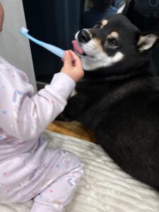 下の子の手をなめながら歯ブラシを回避する黒柴まめ