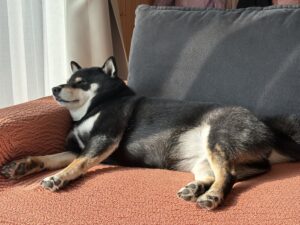 ソファーの上でクッションに寄りかかり気持ちよさそうに昼寝する黒柴まめ