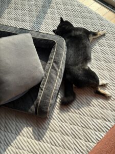 床にぺたーっと伸びて寝る黒柴まめの後ろ姿