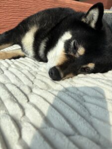 アップで撮った眠そうな表情の黒柴まめ