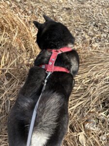 草むらを進む黒柴まめの後ろ姿。赤いハーネスで散歩中