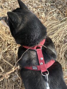 草むらで立ち止まる黒柴まめ。なぜか動かない様子