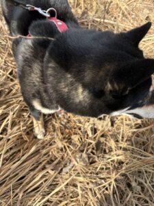 草むらで体に草が引っかかってしまった黒柴まめ