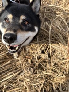 草むらで笑顔の黒柴まめ。散歩を満喫した表情