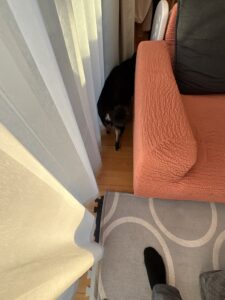 立ち上がって動き出すまめ