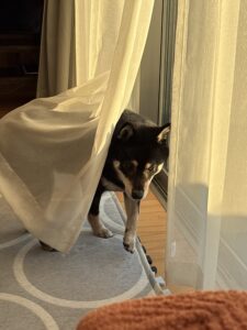 立ち上がって動き出すまめ