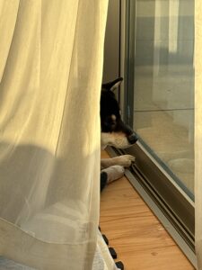 カーテンの間から顔を出して外を見る黒柴まめ