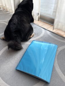 仕事を邪魔し終えて満足そうに窓の外を眺める黒柴まめの後ろ姿