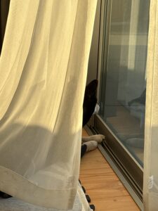 前足を揃えて静かに外を眺める黒柴まめ