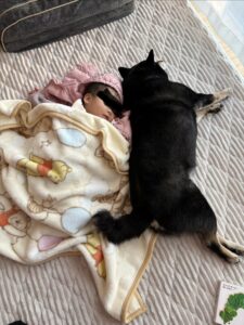 昼寝する下の子の横で窓側に寝て冷気を防ぐ黒柴まめ