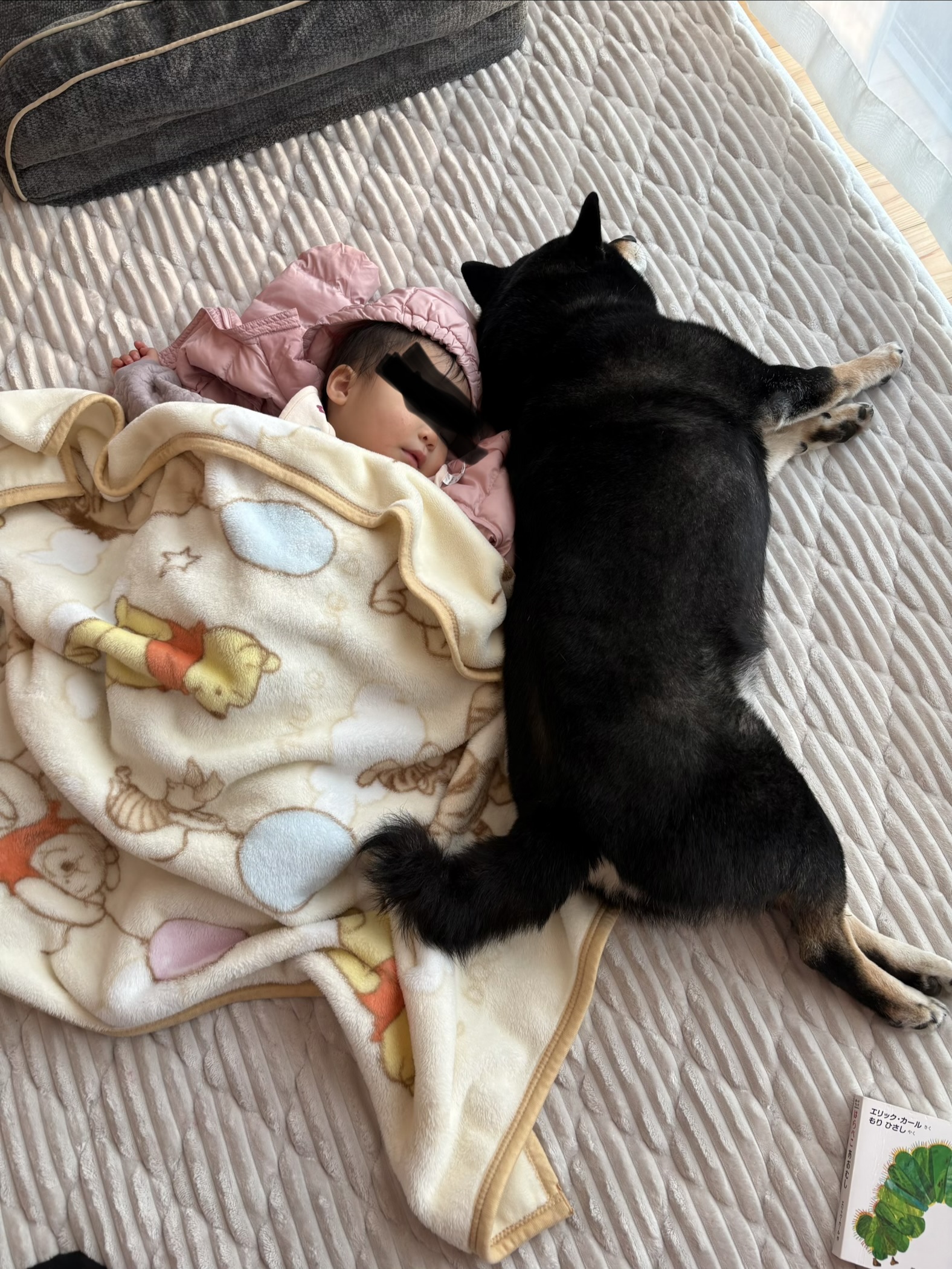 昼寝する下の子の横で窓側に寝て冷気を防ぐ黒柴まめ