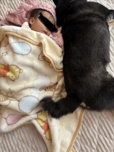 毛布にくるまる下の子と体を寄せて眠る黒柴まめ