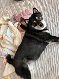 振り向いてカメラを見る黒柴まめと寝ている下の子