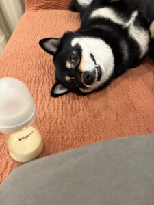 歯を見せながら横になって寝る黒柴まめのアップ