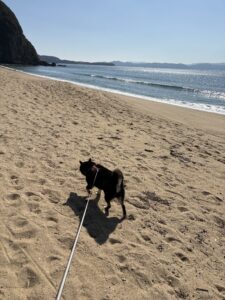 砂浜を歩き出す黒柴まめ 後ろ姿としっぽが可愛い