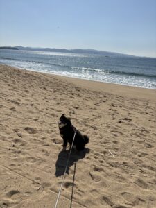 砂浜で振り返る黒柴まめ 海がキラキラの散歩風景