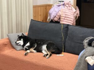 ソファーで枕を使って寝ている黒柴まめ