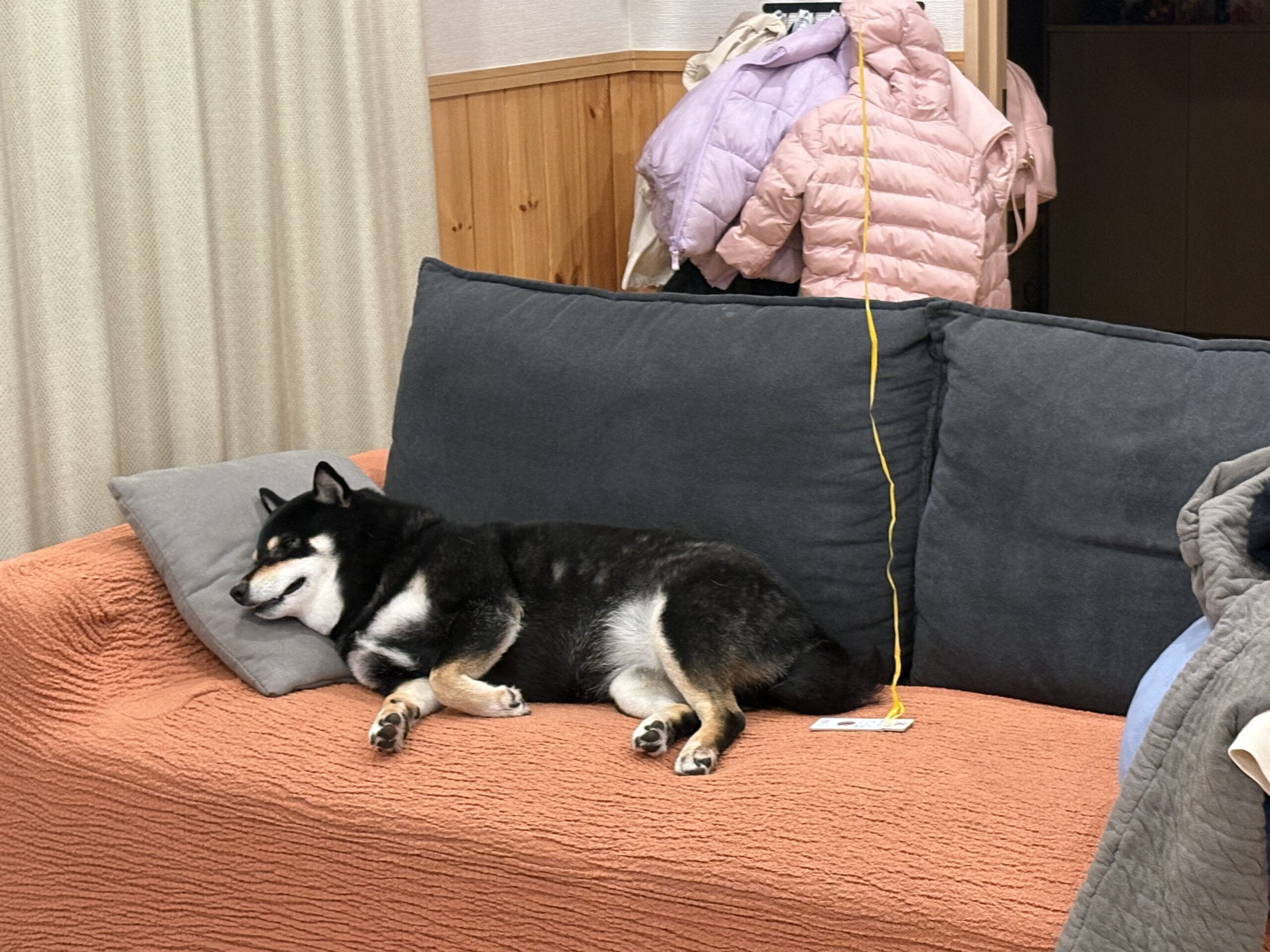 目を閉じて枕で熟睡する黒柴まめ