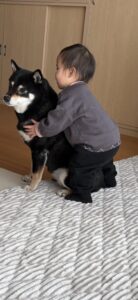柴犬まめに後ろから抱きつく子供の様子