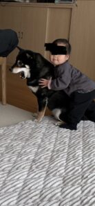 子供に抱きつかれながら大あくびをする黒柴まめ