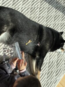 シールを貼られても動じず寝ている黒柴まめのアップ