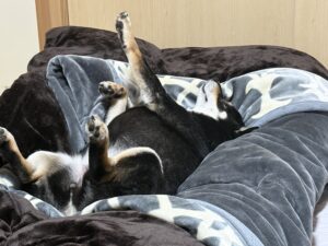 手足を上げて大の字で寝る黒柴まめの寝相