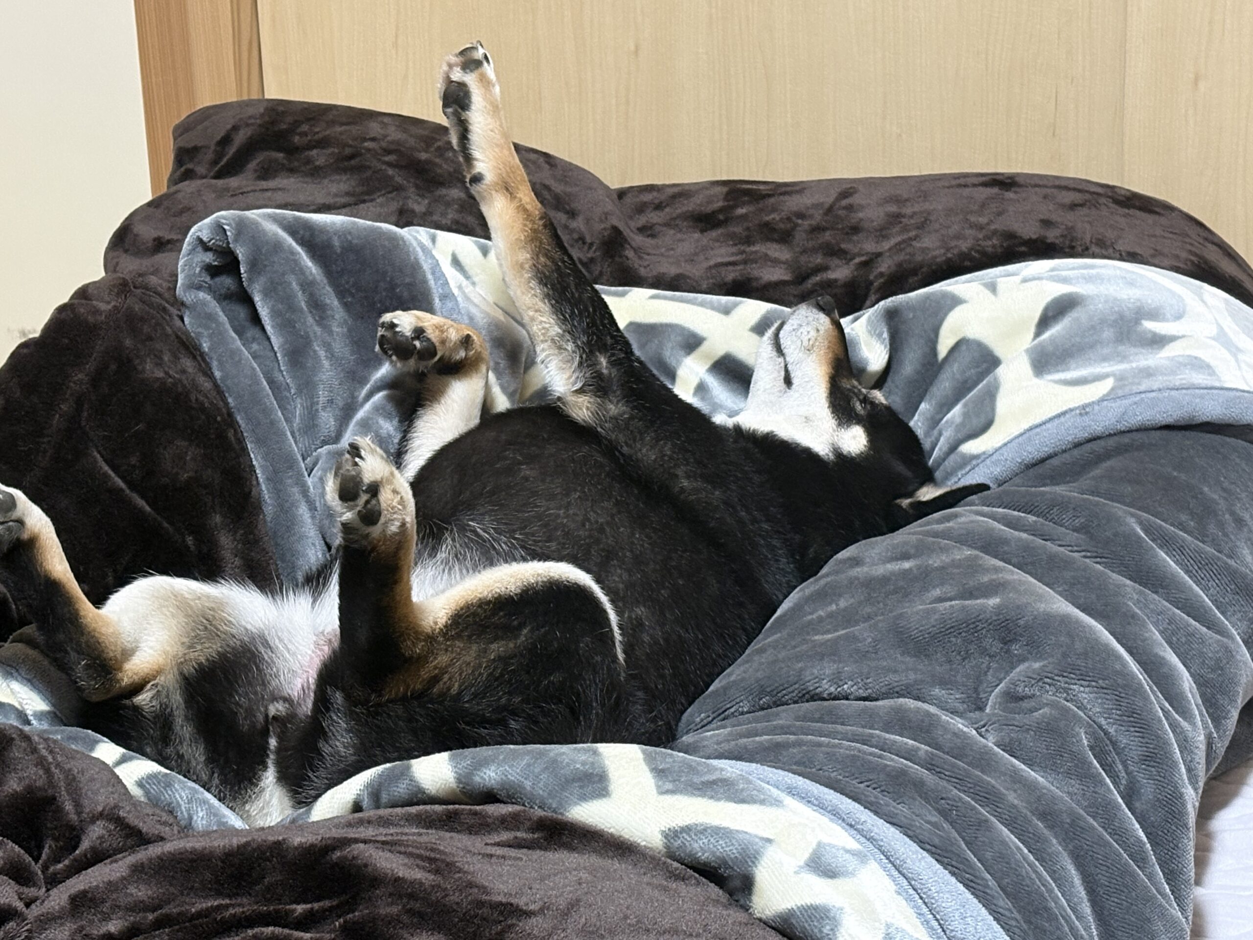 手足を上げて大の字で寝る黒柴まめの寝相