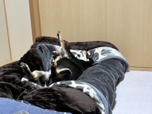 手足を上げて大の字で寝る黒柴まめの寝相
