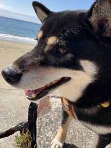 海辺の散歩で満足そうに笑う黒柴まめの横顔