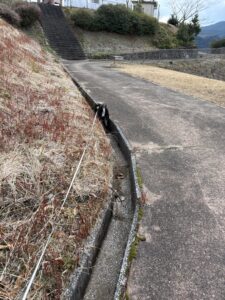 側溝に入って探索する黒柴まめの散歩風景