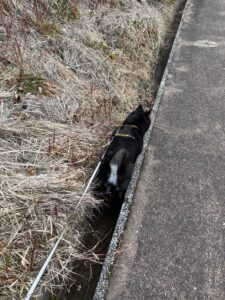 狭い側溝を歩く黒柴まめの後ろ姿
