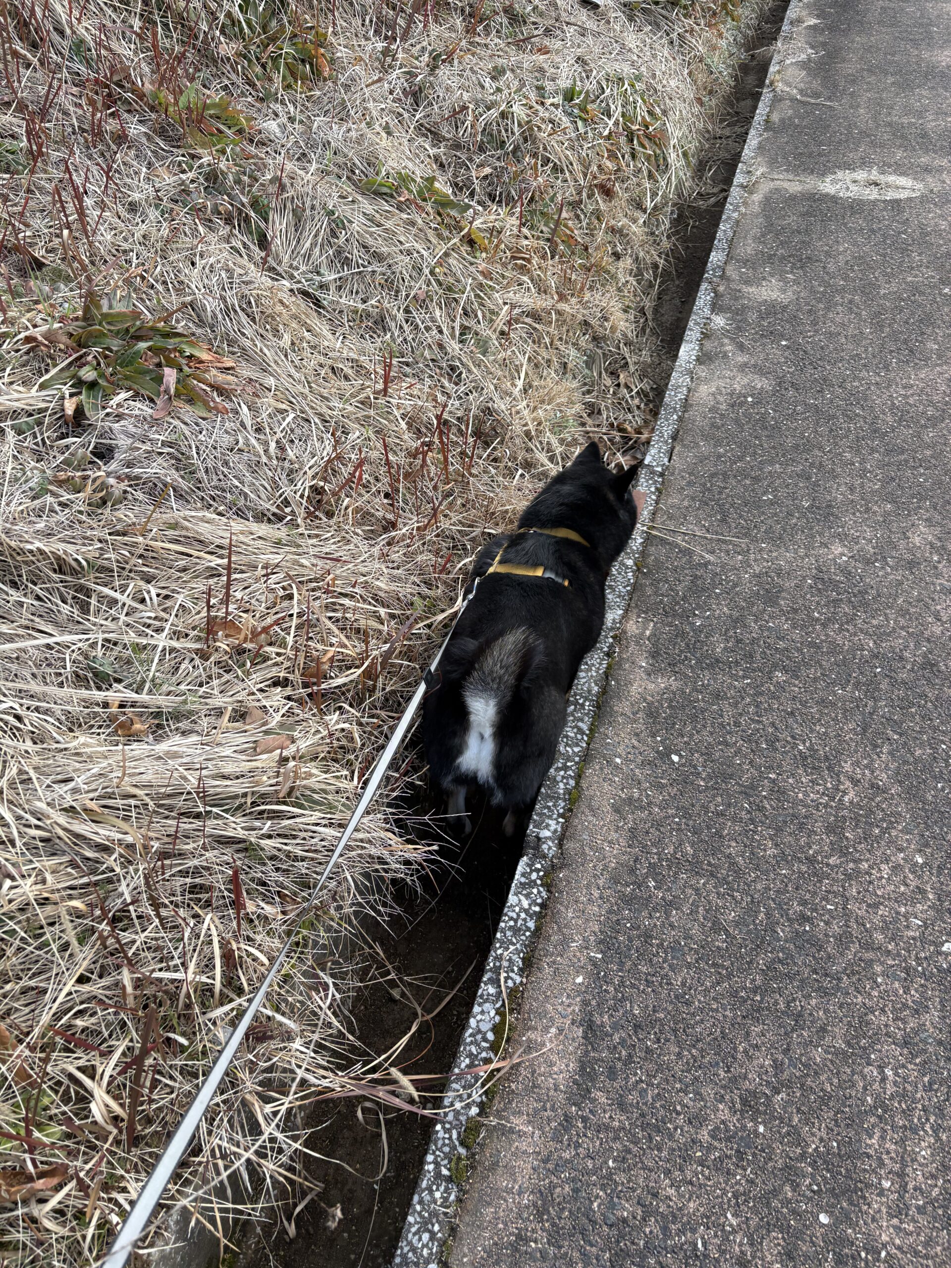狭い側溝を歩く黒柴まめの後ろ姿