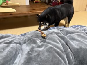 寝る前にアキレスのおやつを見つけて近づく黒柴まめ