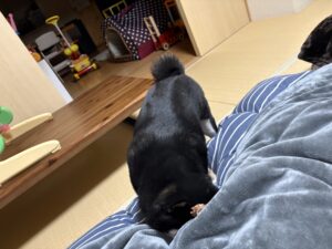 アキレスを前に真剣な表情の黒柴まめのアップ