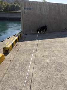 日陰で休む黒柴まめの散歩風景