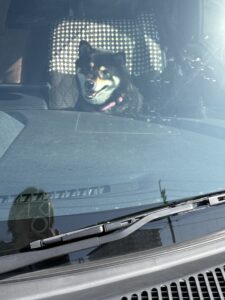 車の中で笑顔の黒柴まめ