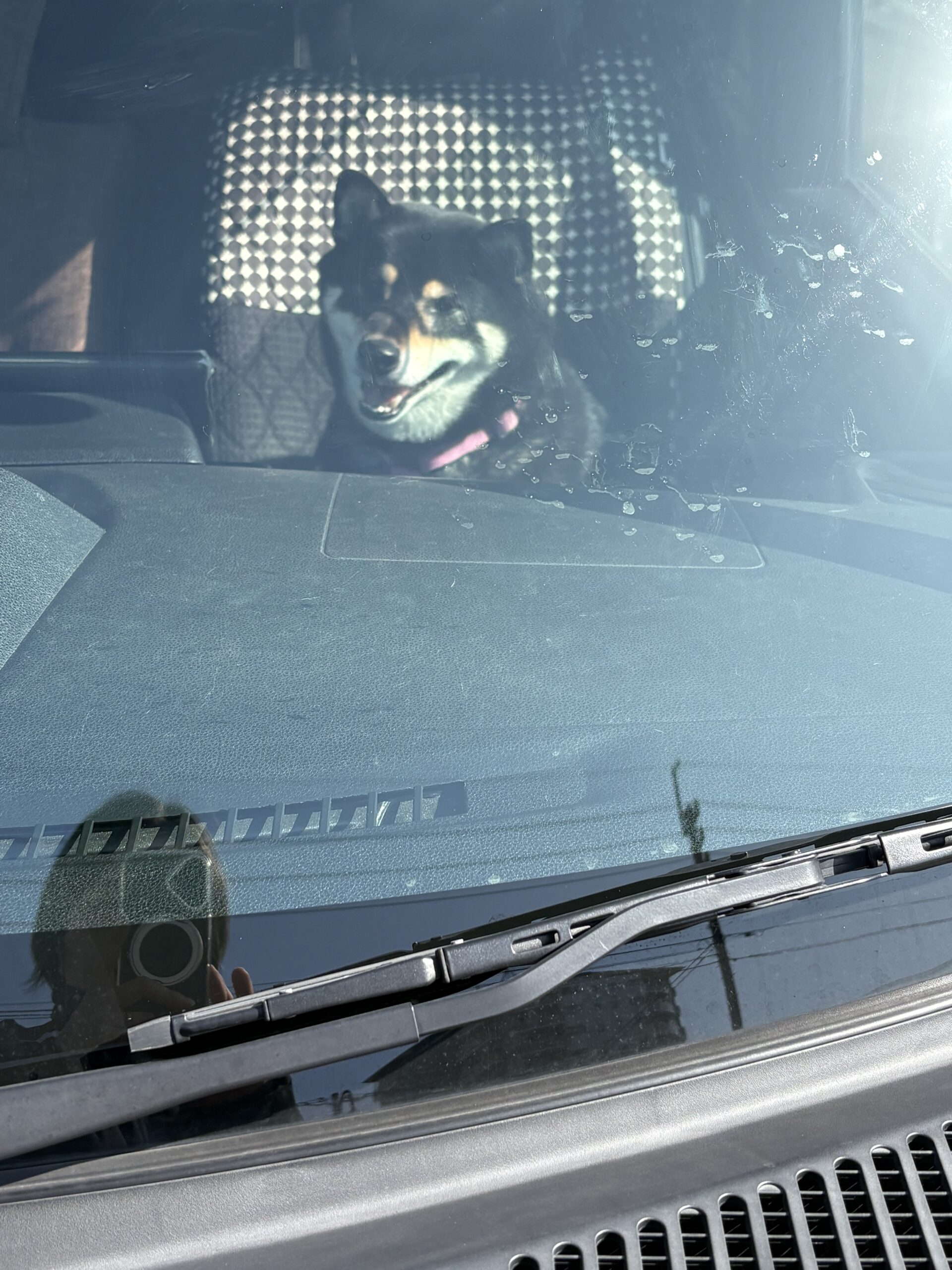 車の中で笑顔の黒柴まめ