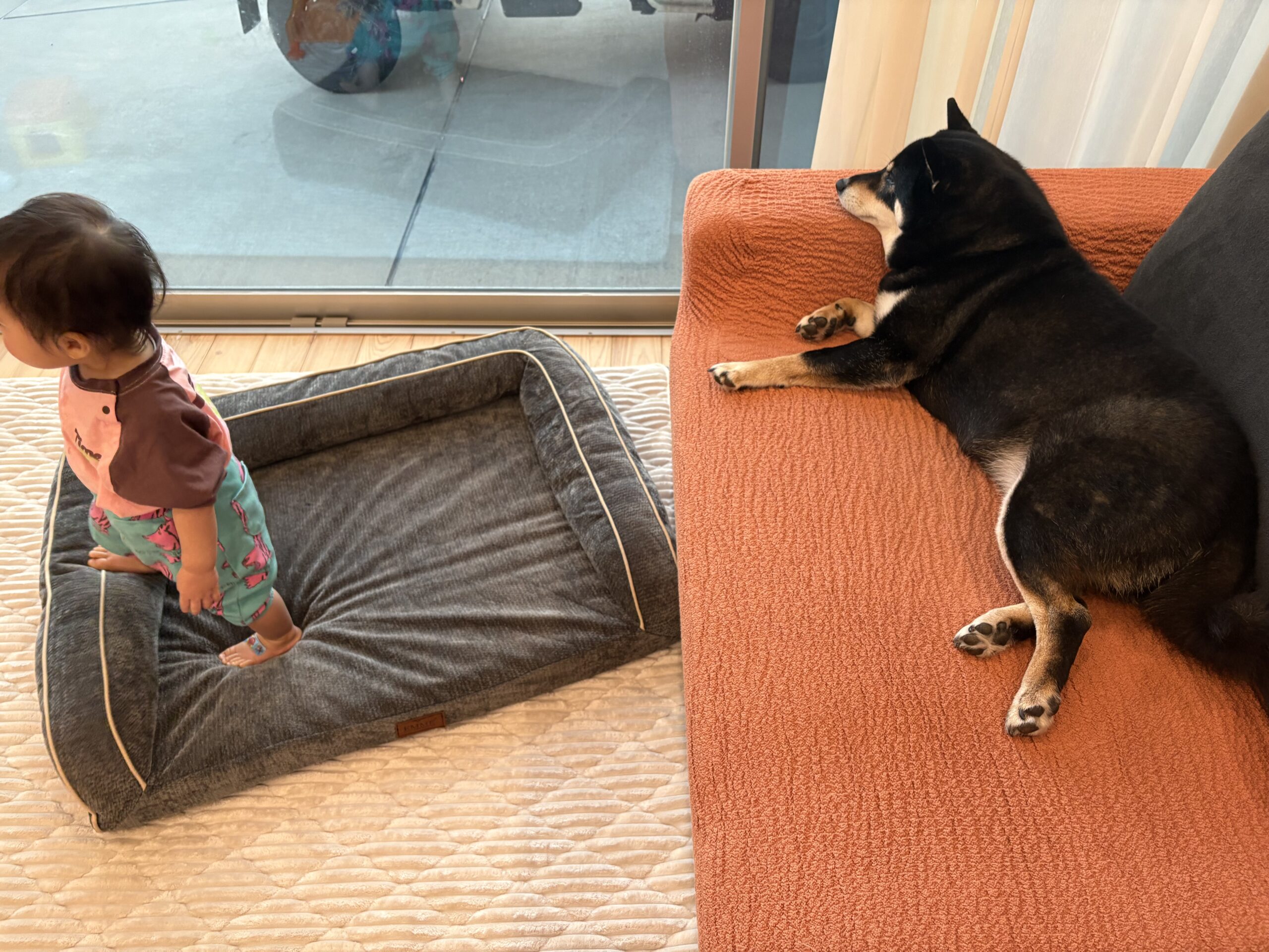 ソファで横になって休む黒柴まめと休日のリビング