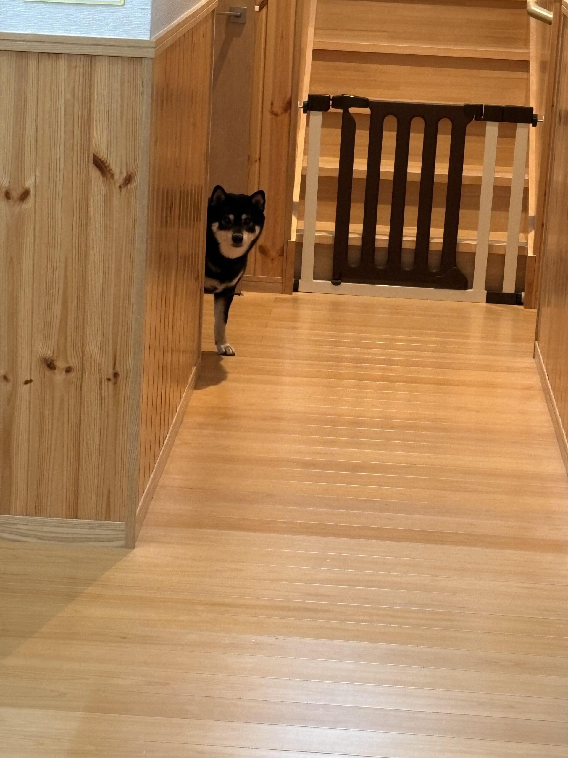 掃除中に壁の陰からこちらを見る黒柴まめ