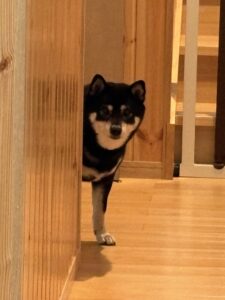 じっと視線で訴えてくる黒柴まめのアップ