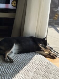 ぽかぽかの光の中、最高の朝寝。