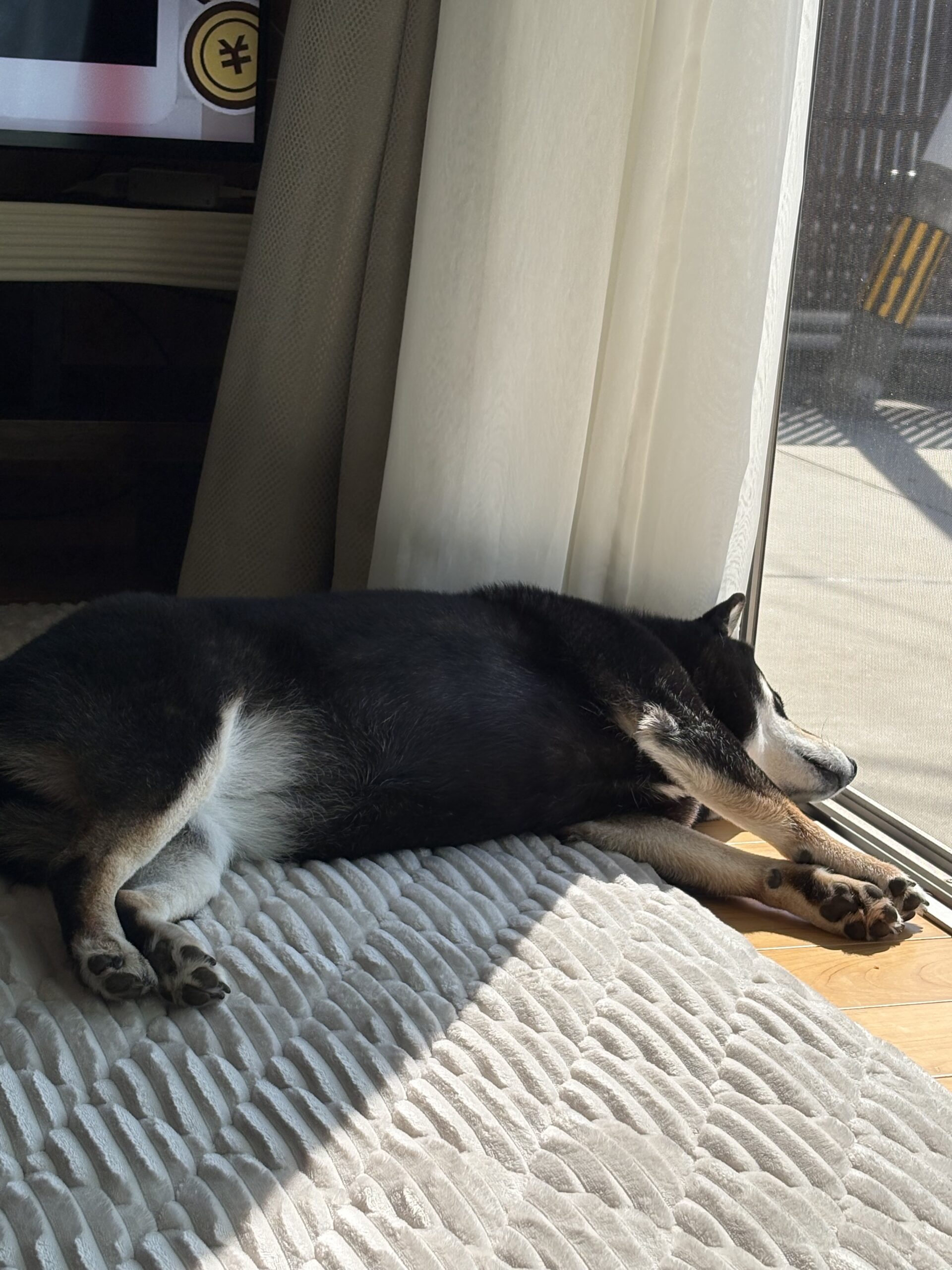 ぽかぽかの光の中、最高の朝寝。