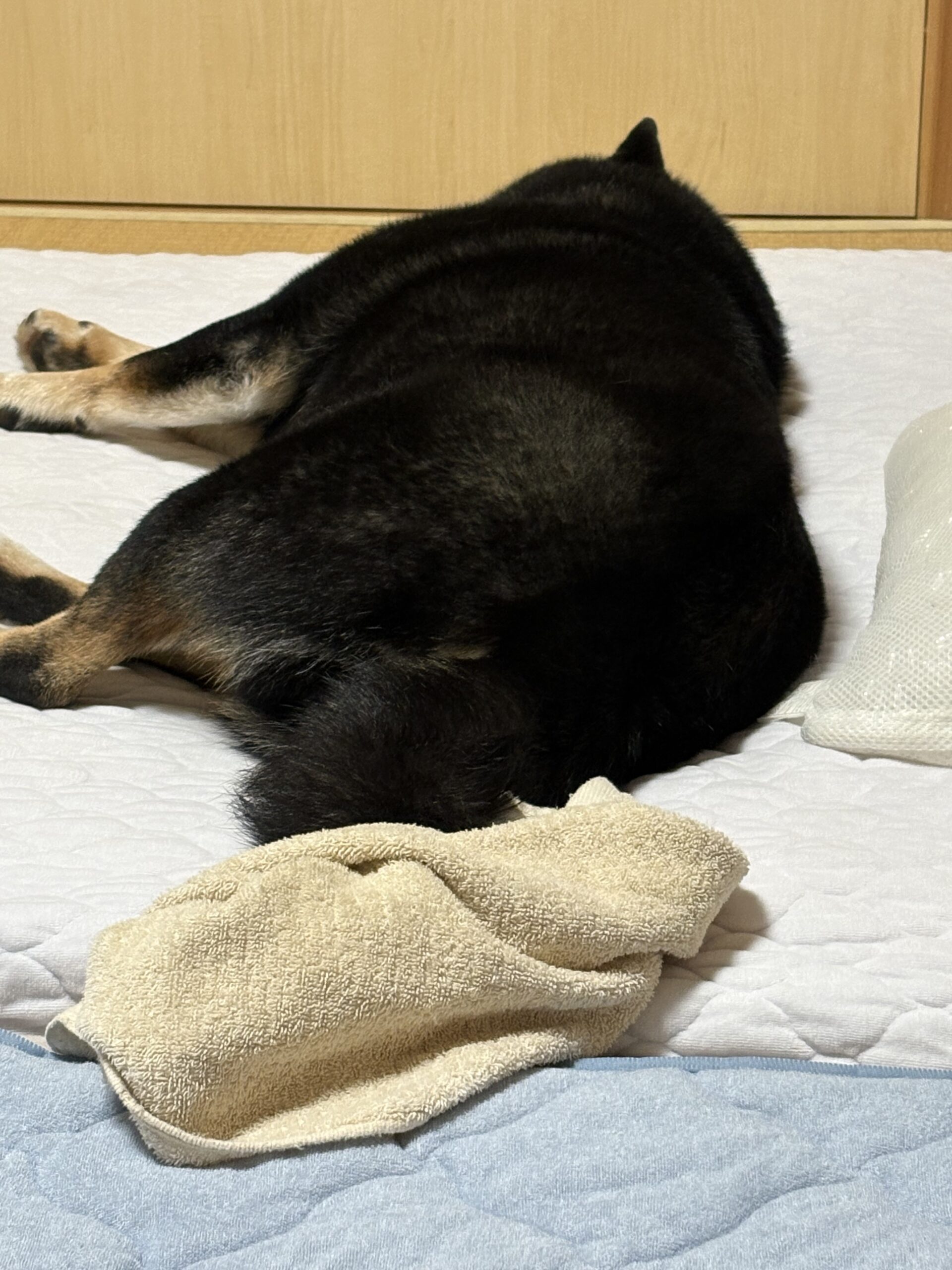 雨の日にベッドで横になる黒柴まめの後ろ姿