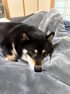 夜中のはあはあ事件から回復中の黒柴まめがソファーで横になる様子